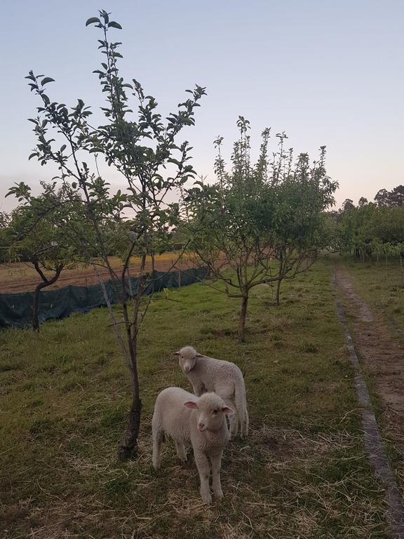 Вилла Quinta Da Lage Барселуш Экстерьер фото