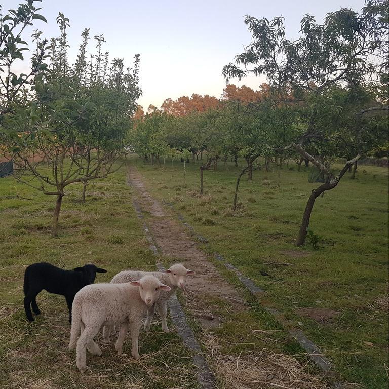 Вилла Quinta Da Lage Барселуш Экстерьер фото