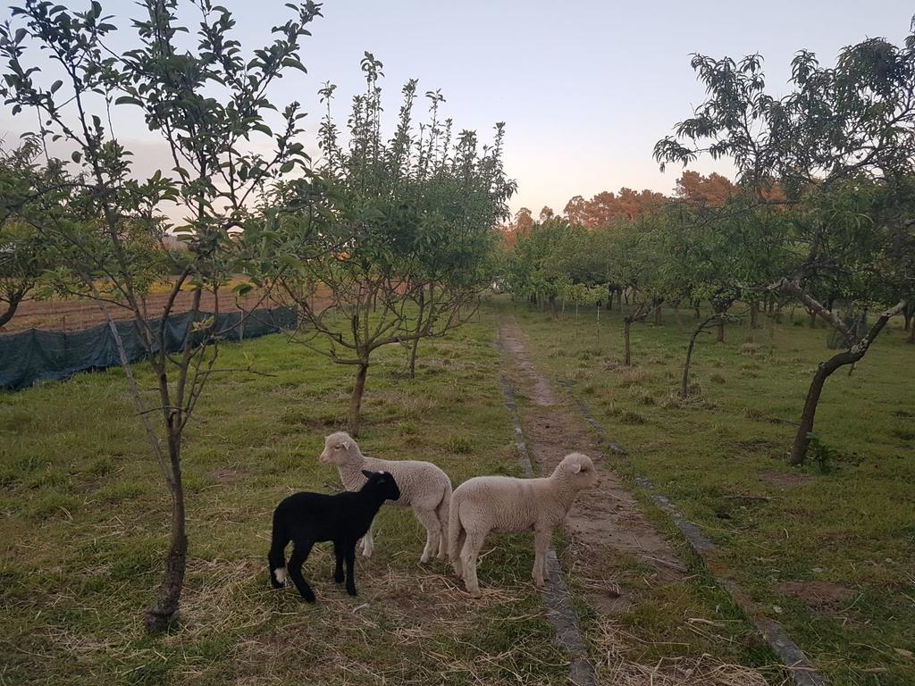 Вилла Quinta Da Lage Барселуш Экстерьер фото